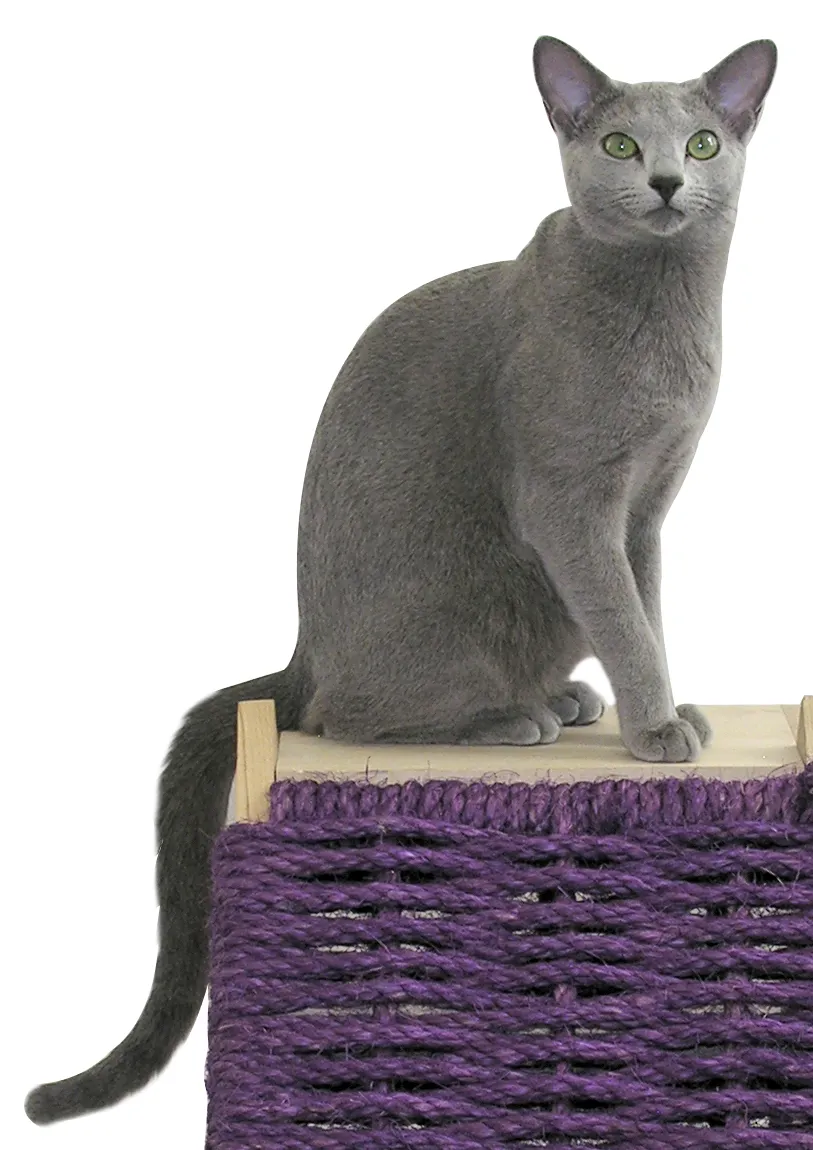 รัสเซียนบลู (Russian Blue)