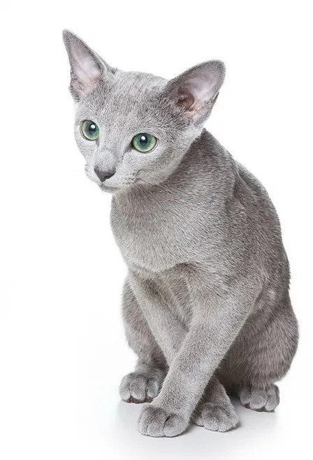 รัสเซียนบลู (Russian Blue)