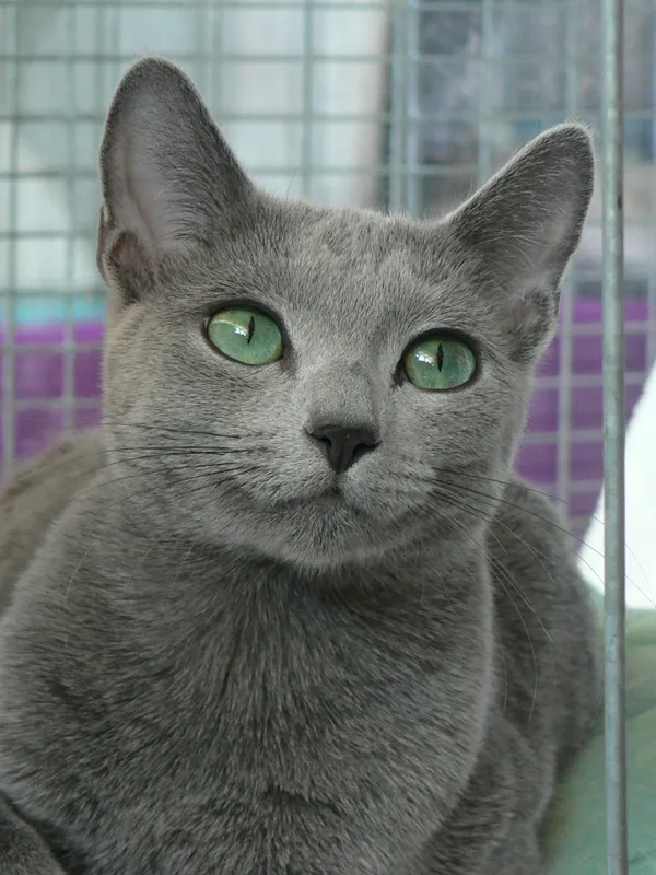 รัสเซียนบลู (Russian Blue)