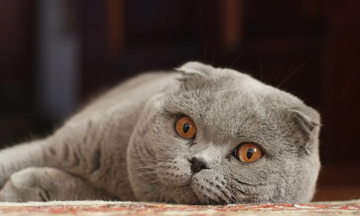 สกอตติช โฟลด์ (Scottish Fold)