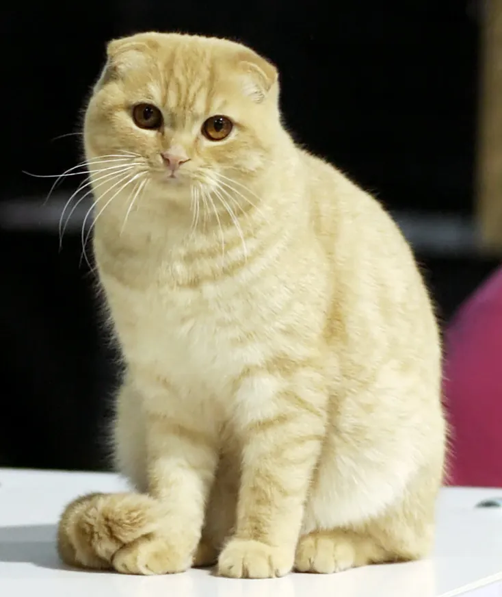 สกอตติช โฟลด์ (Scottish Fold)