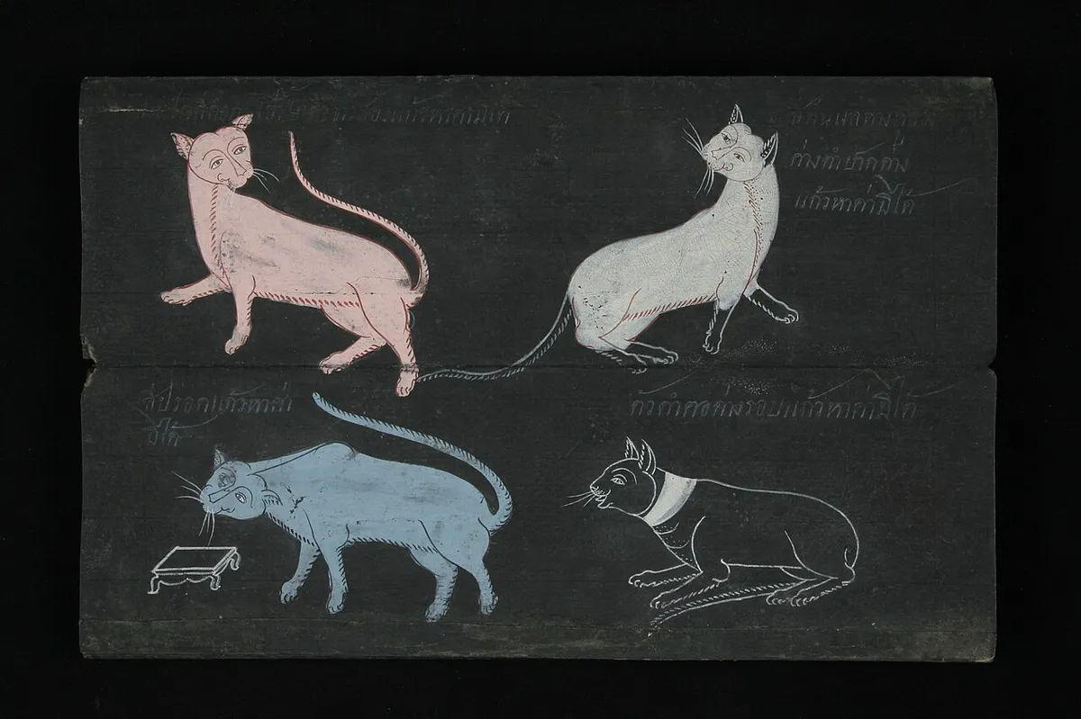 วิเชียรมาศ (Siamese)