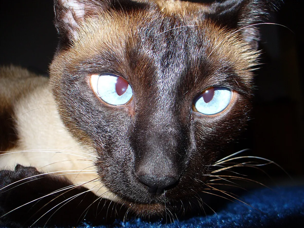 วิเชียรมาศ (Siamese)