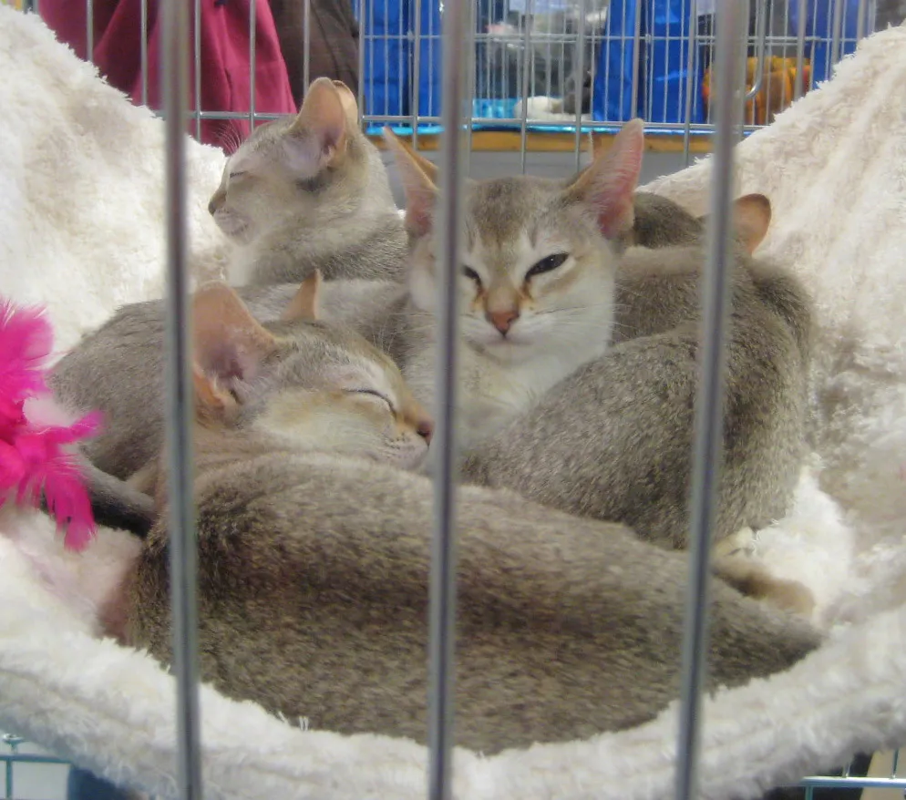 สิงคปุระ (Singapura)