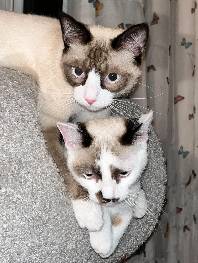 สโนว์ชู