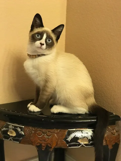 สโนว์ชู (Snowshoe)