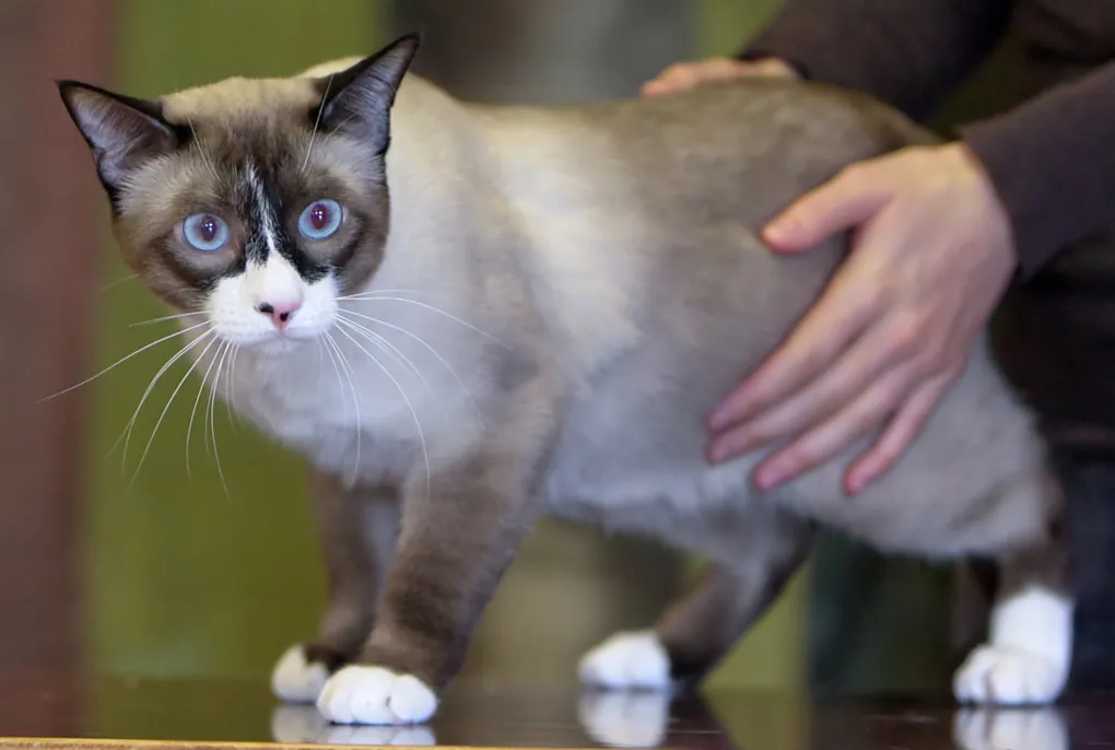 สโนว์ชู (Snowshoe)