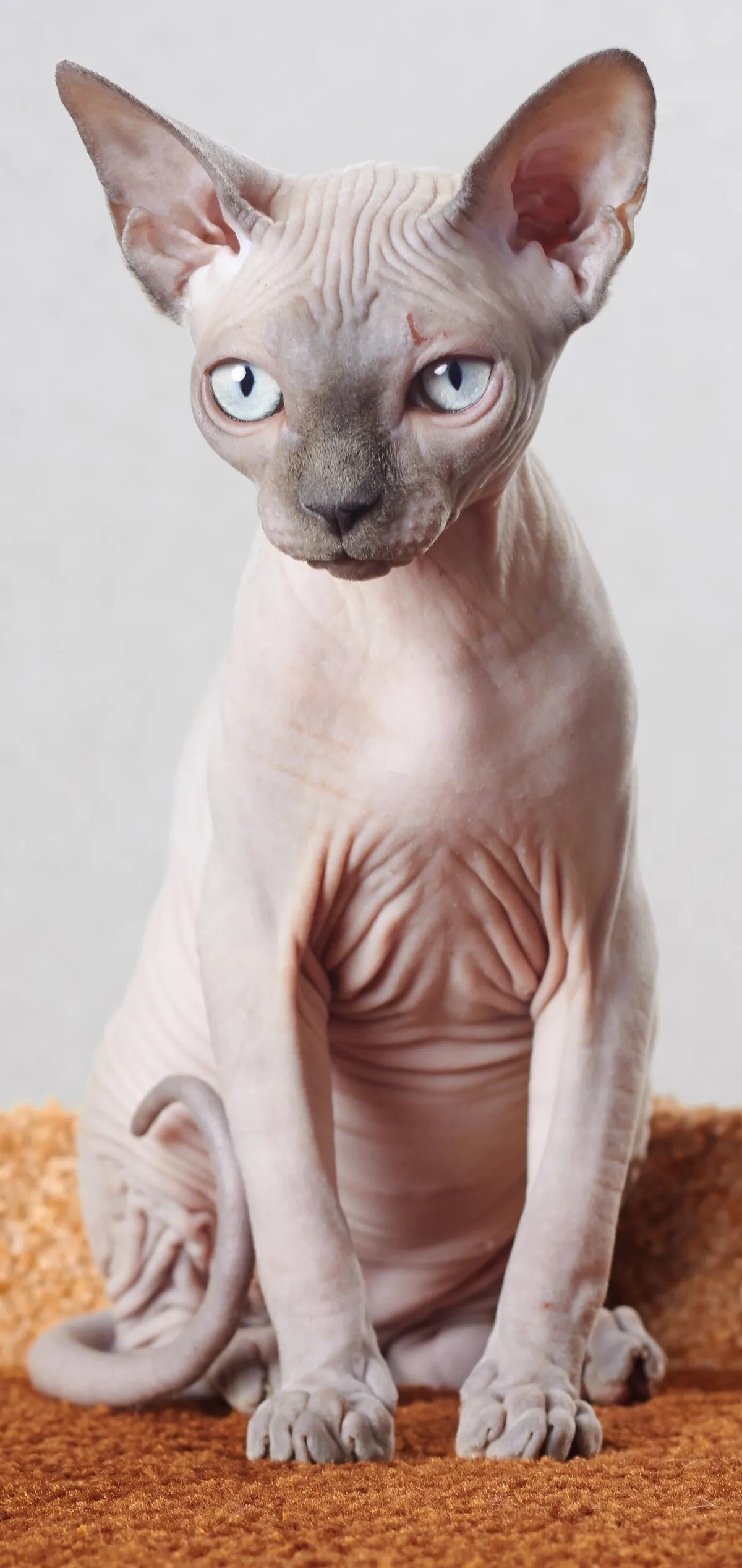 สฟิงซ์ (Sphynx)
