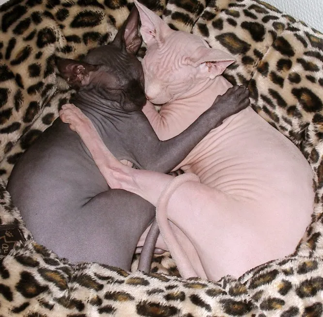 สฟิงซ์ (Sphynx)