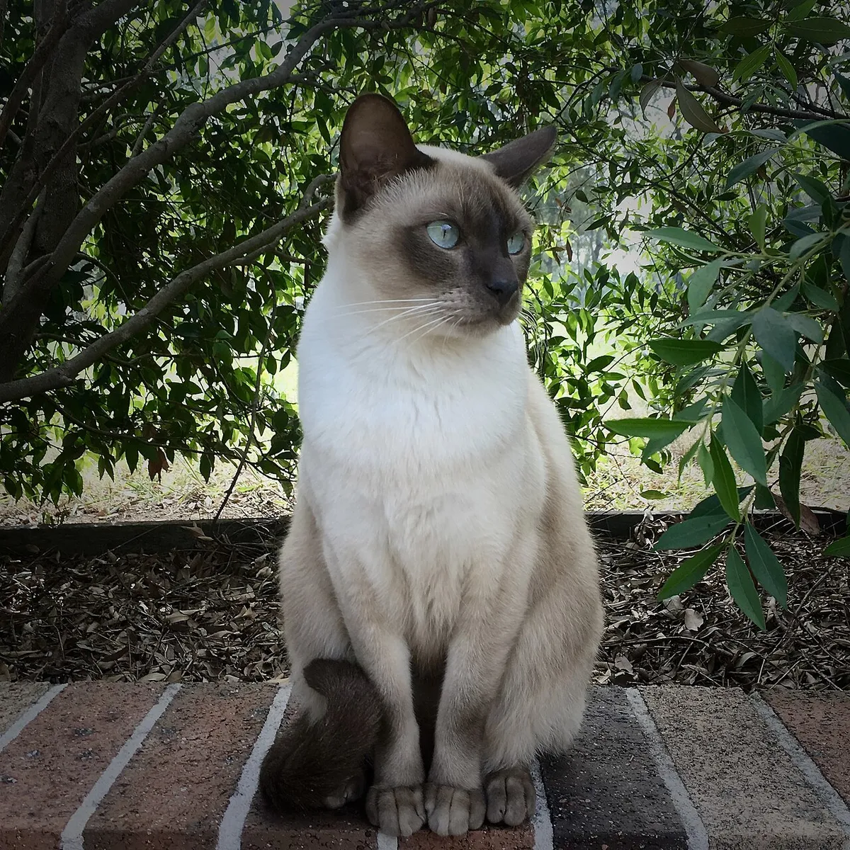ตองกินีส (Tonkinese)