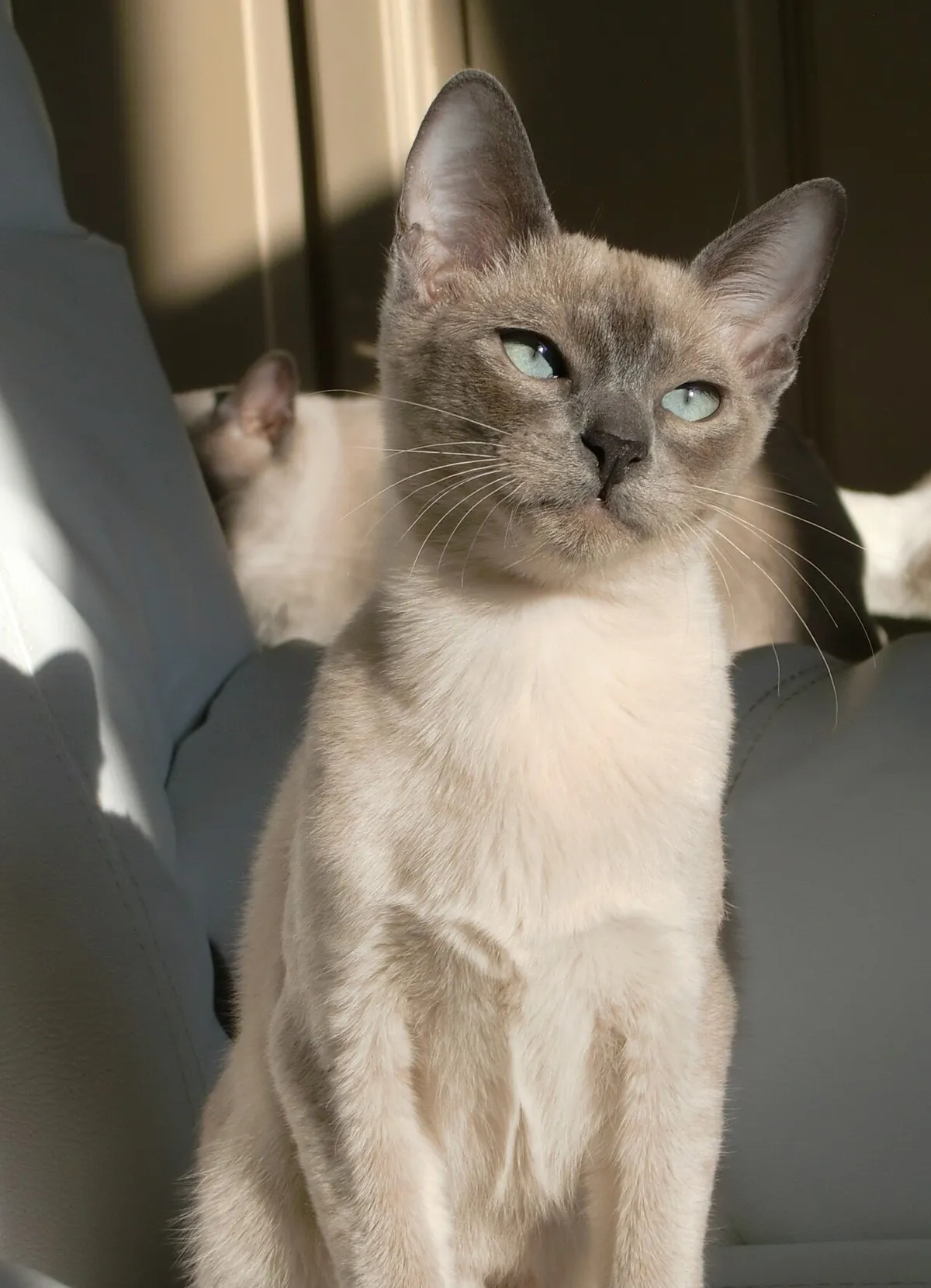 ตองกินีส (Tonkinese)