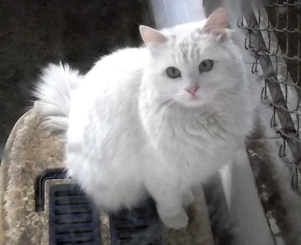 เตอร์กิช แองโกรา (Turkish Angora)