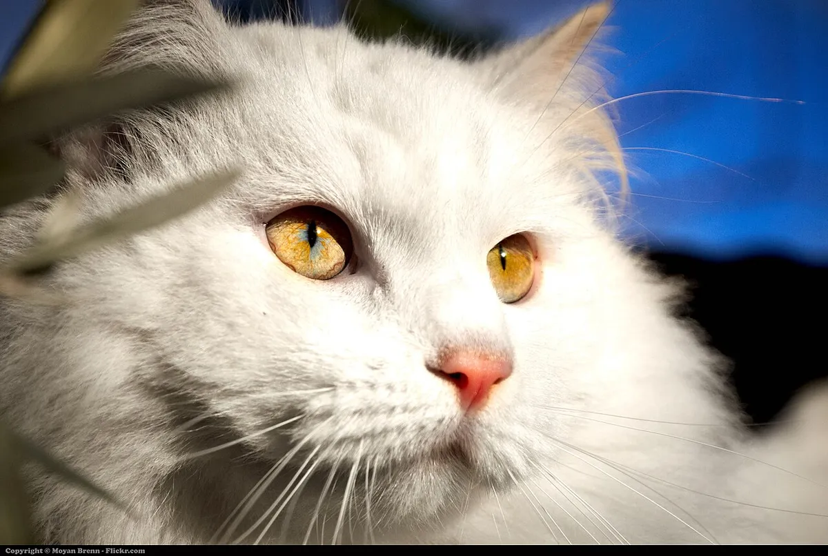 เตอร์กิช แองโกรา (Turkish Angora)