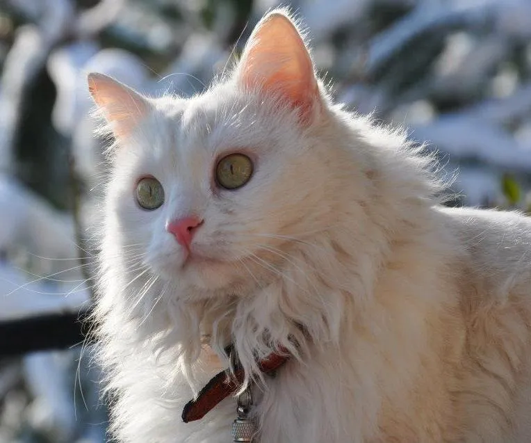 เตอร์กิช แองโกรา (Turkish Angora)