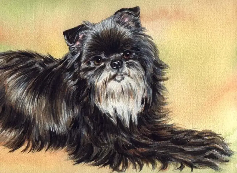 affenpinscher