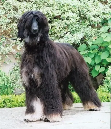 afghan-hound