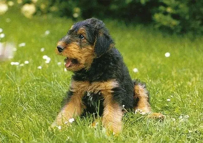 airedale-terrier