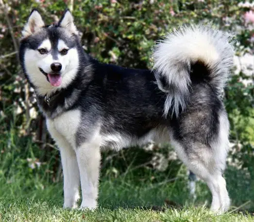 alaskan-klee-kai