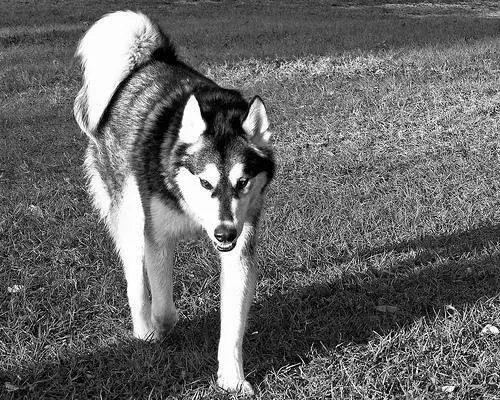 alaskan-malamute