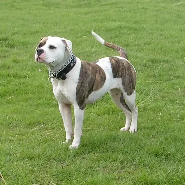american-bulldog