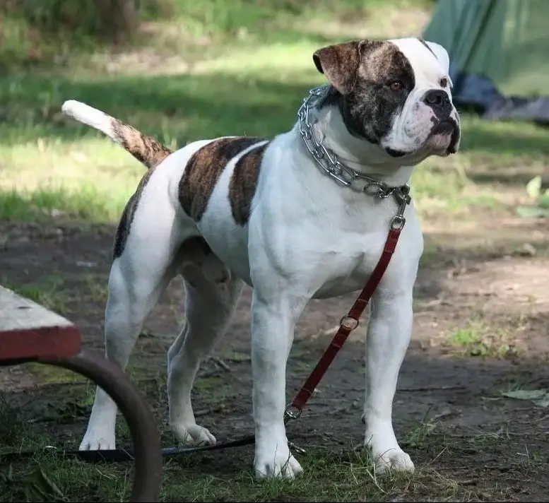 american-bulldog