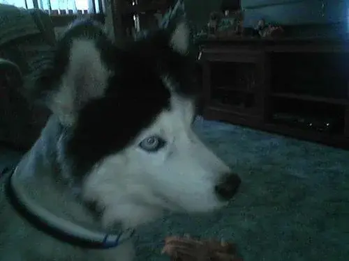 american-eskimo-dog
