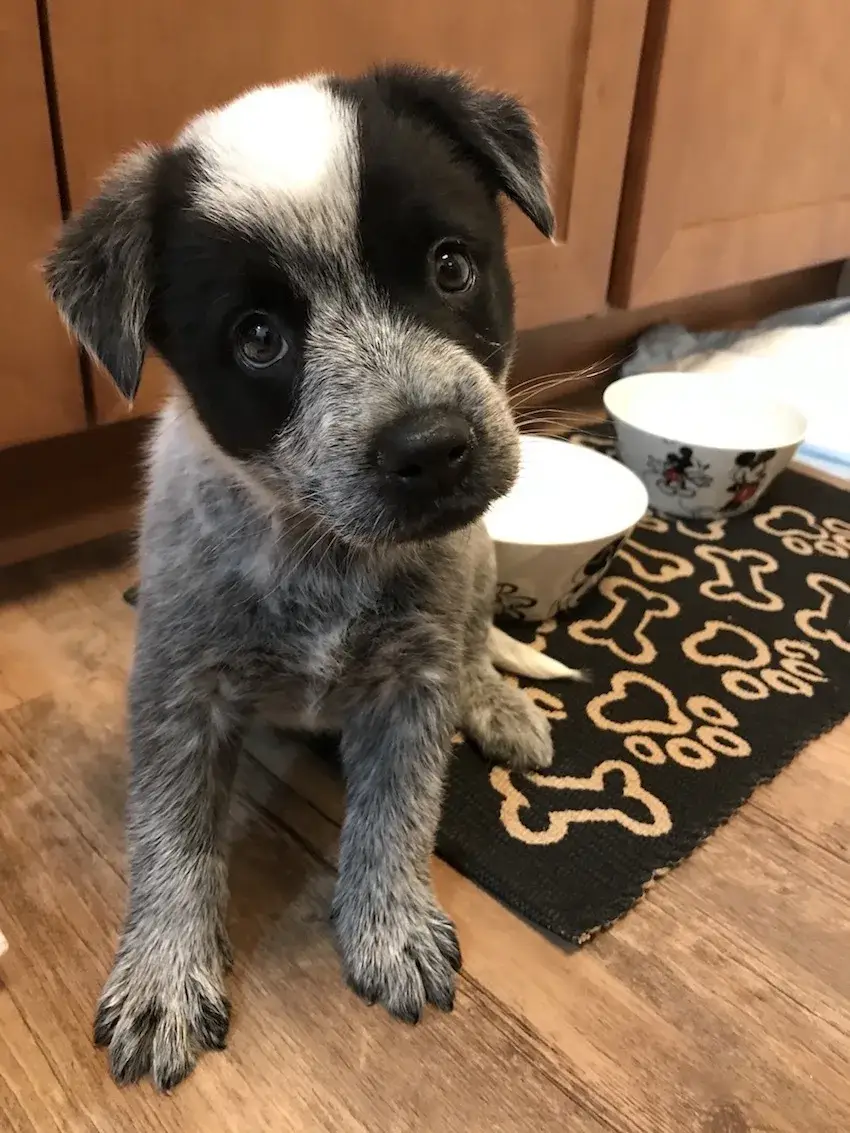 australian-cattle-dog