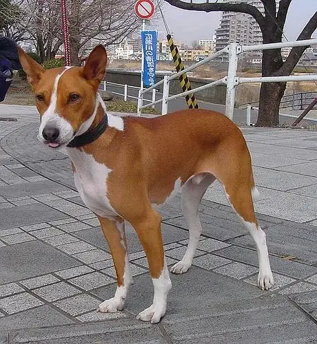 basenji