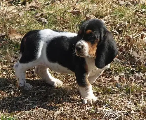 basset-hound