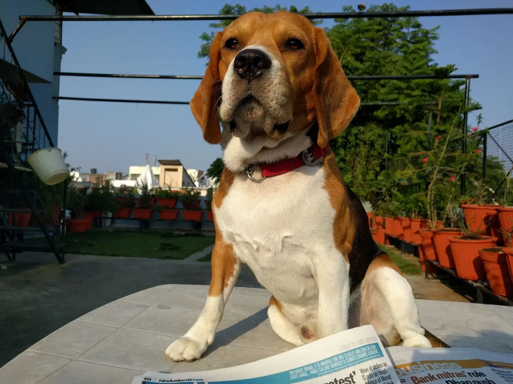 beagle