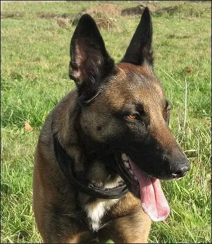 belgian-malinois