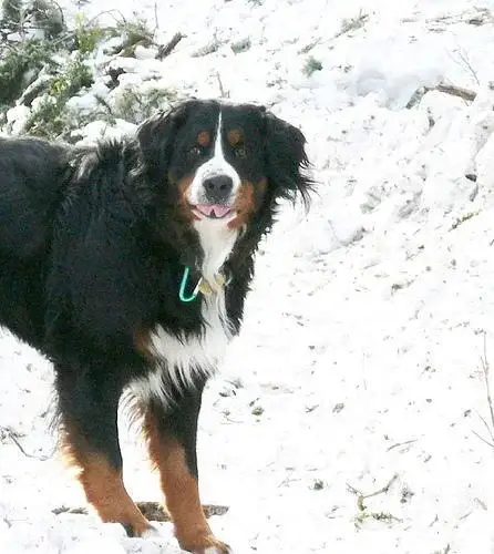bernese-mountain-dog