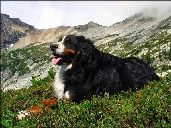 bernese-mountain-dog