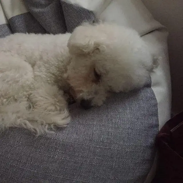 bichon-frise