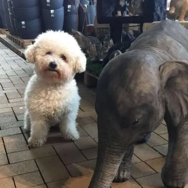 bichon-frise