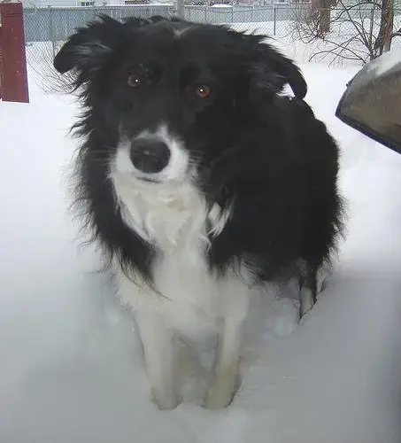 border-collie