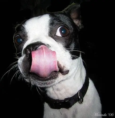 boston-terrier