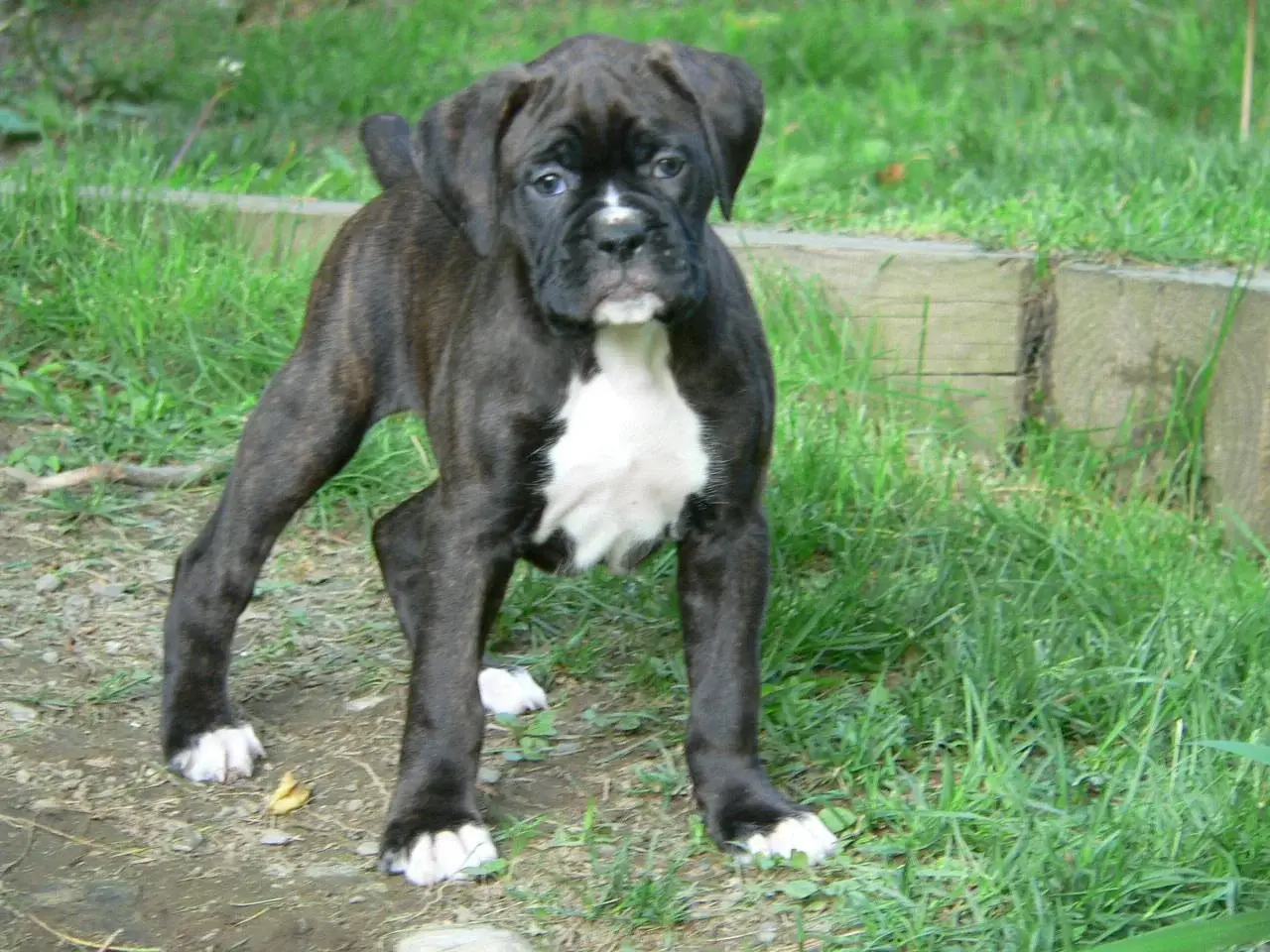 boxer