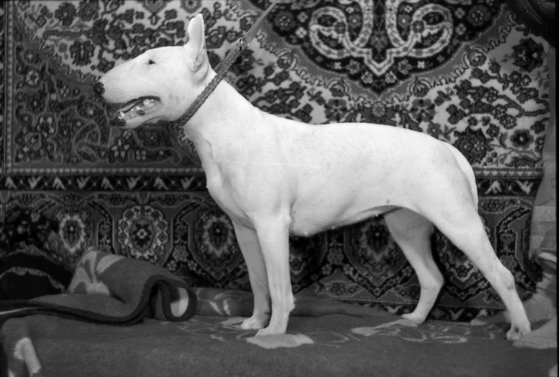 bull-terrier