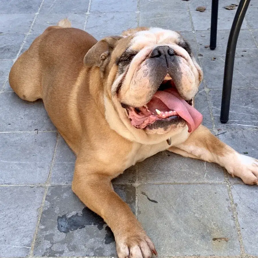 bulldog
