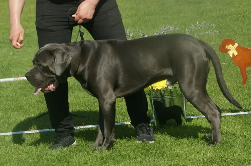 cane-corso