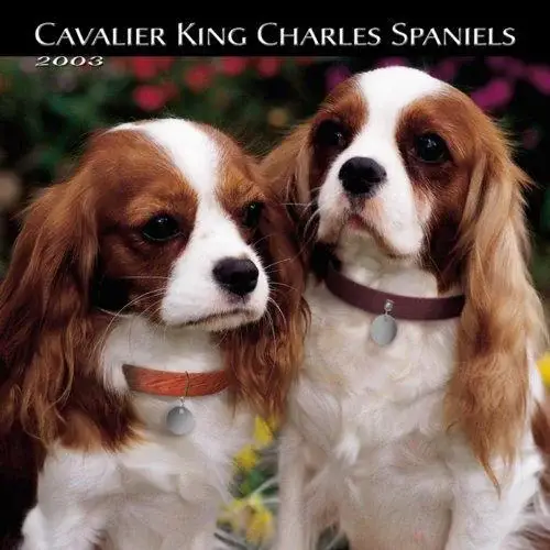 cavalier-king-charles-spaniel