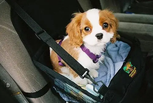 cavalier-king-charles-spaniel