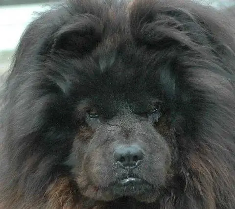 เชาเชา