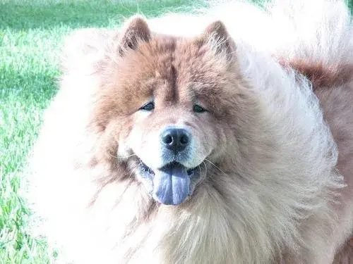 chow-chow