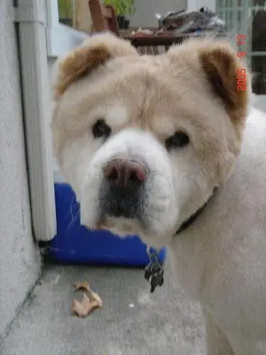 chow-chow