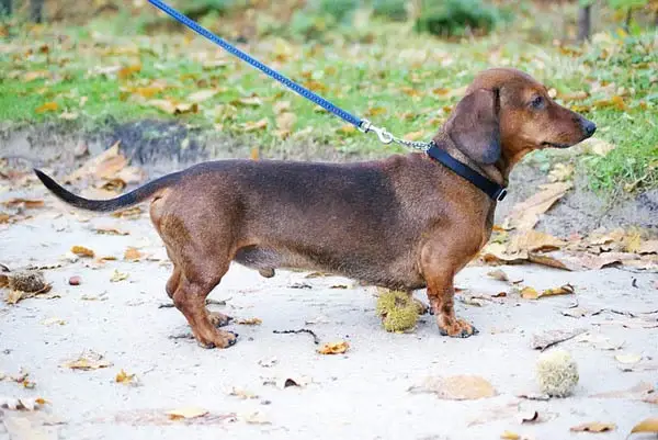 dachshund