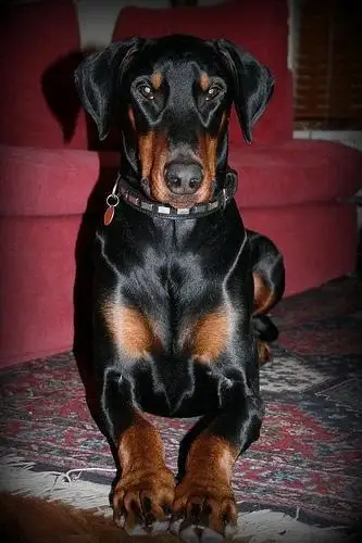 doberman-pinscher
