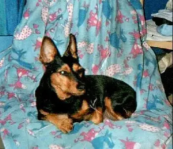 doberman-pinscher