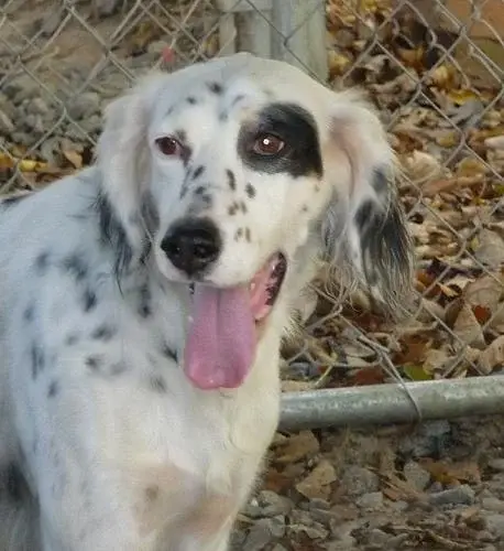 english-setter